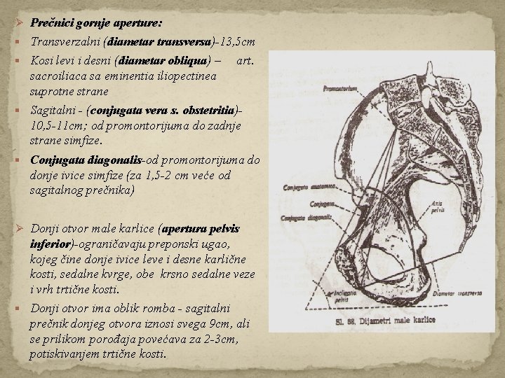 Ø Prečnici gornje aperture: § Transverzalni (diametar transversa)-13, 5 cm § Kosi levi i