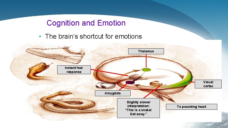 Cognition and Emotion • The brain’s shortcut for emotions Thalamus Instant fear response Visual