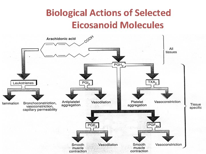  Biological Actions of Selected Eicosanoid Molecules 