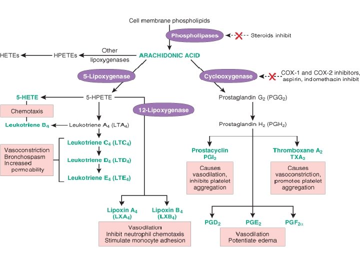 Generation of arachidonic acid metabolites and their roles in inflammation. The molecular targets of
