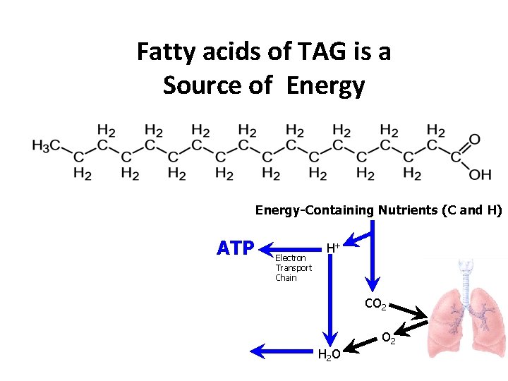 Fatty acids of TAG is a Source of Energy-Containing Nutrients (C and H) ATP