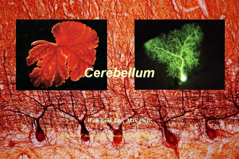 Cerebellum Won Taek Lee, M. D. Ph. D. Department of Anatomy, Yonsei University College