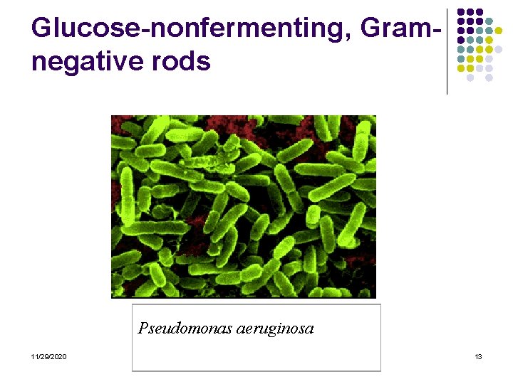 Glucose-nonfermenting, Gramnegative rods Pseudomonas aeruginosa 11/29/2020 13 