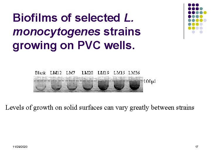 Biofilms of selected L. monocytogenes strains growing on PVC wells. Levels of growth on