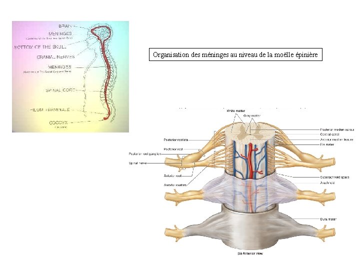 Organisation des méninges au niveau de la moëlle épinière 
