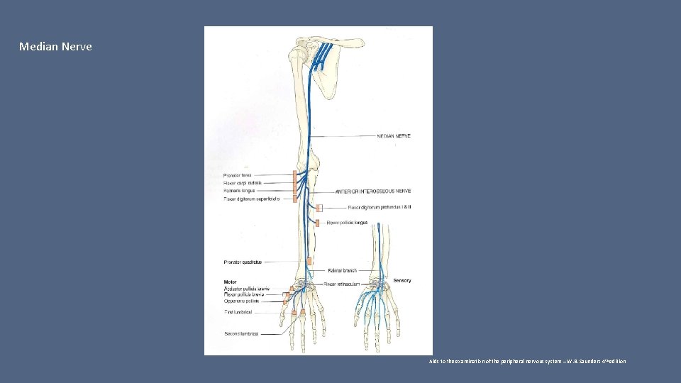 Median Nerve Aids to the examination of the peripheral nervous system – W. B.