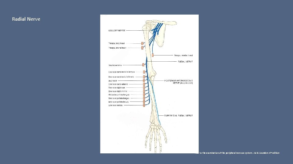 Radial Nerve Aids to the examination of the peripheral nervous system – W. B.