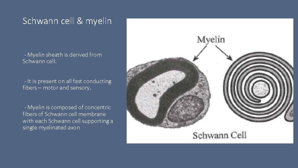 Schwann cell & myelin - Myelin sheath is derived from Schwann cell. - It