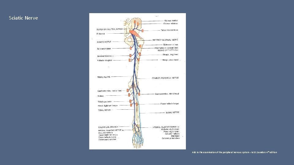 Sciatic Nerve Aids to the examination of the peripheral nervous system – W. B.