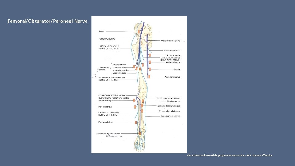 Femoral/Obturator/Peroneal Nerve Aids to the examination of the peripheral nervous system – W. B.