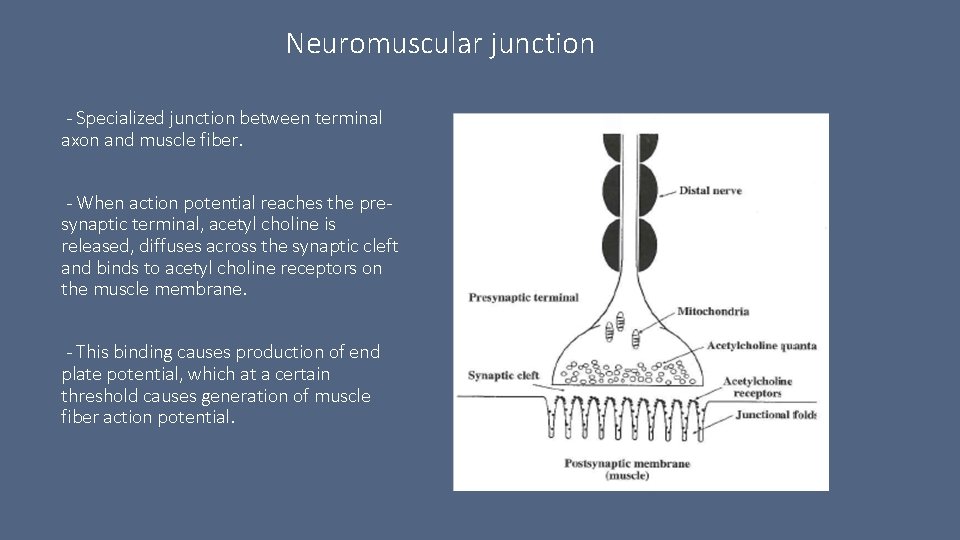 Neuromuscular junction - Specialized junction between terminal axon and muscle fiber. - When action