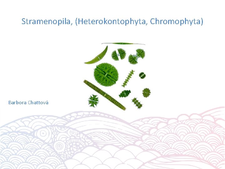 Stramenopila, (Heterokontophyta, Chromophyta) Barbora Chattová 