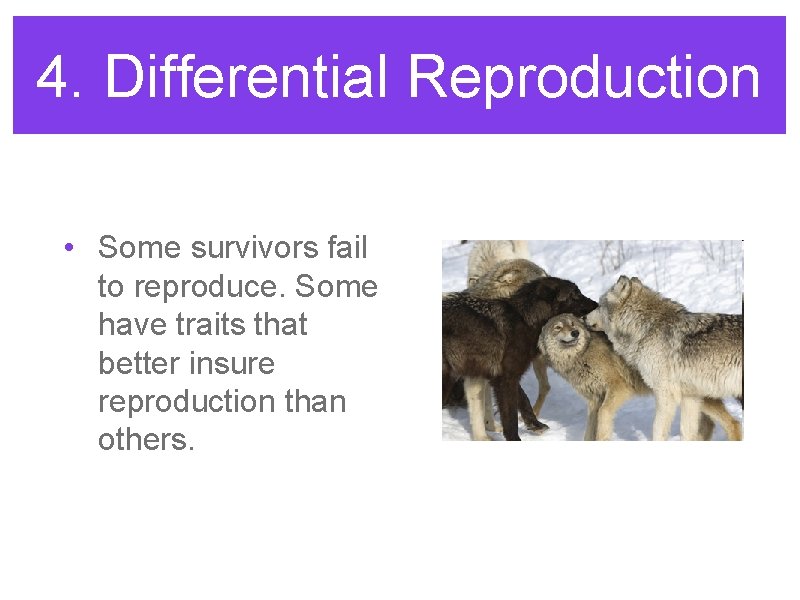 4. Differential Reproduction • Some survivors fail to reproduce. Some have traits that better