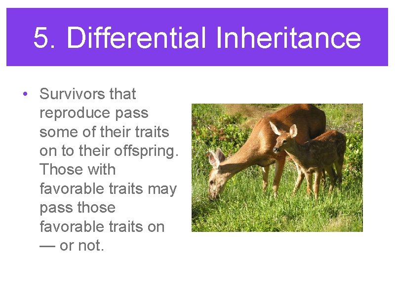 5. Differential Inheritance • Survivors that reproduce pass some of their traits on to