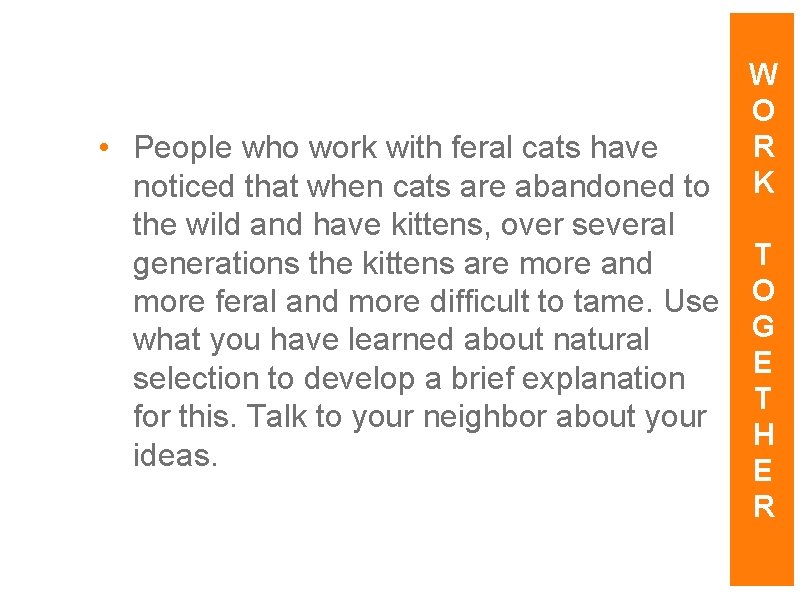 W O R K • People who work with feral cats have noticed that