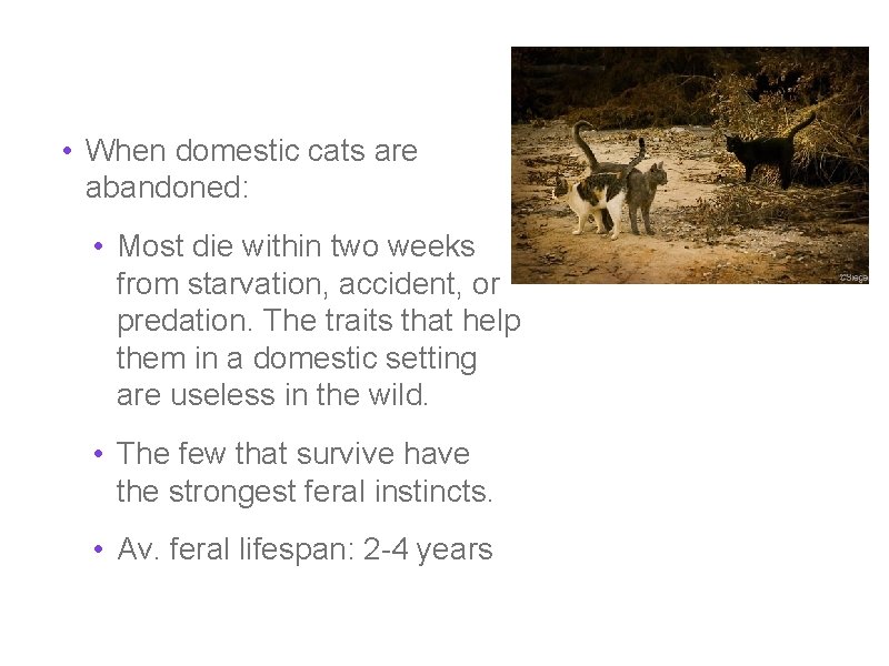  • When domestic cats are abandoned: • Most die within two weeks from