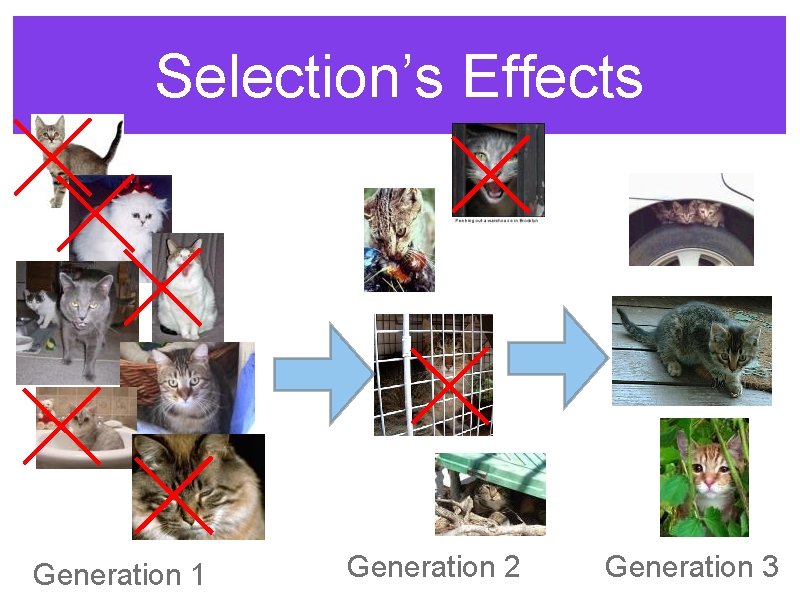Selection’s Effects Generation 1 Generation 2 Generation 3 