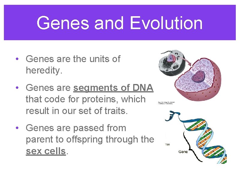 Genes and Evolution • Genes are the units of heredity. • Genes are segments