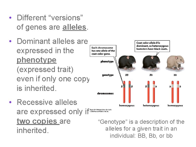  • Different “versions” of genes are alleles. • Dominant alleles are expressed in