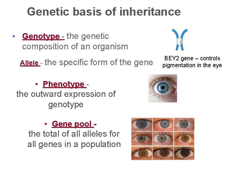 Genetic basis of inheritance • Genotype - the genetic composition of an organism Allele