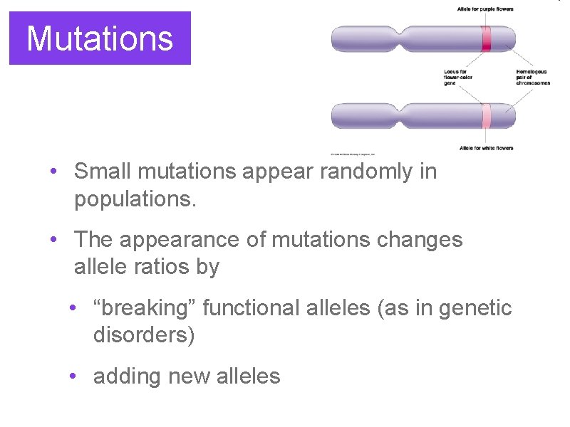 Mutations • Small mutations appear randomly in populations. • The appearance of mutations changes