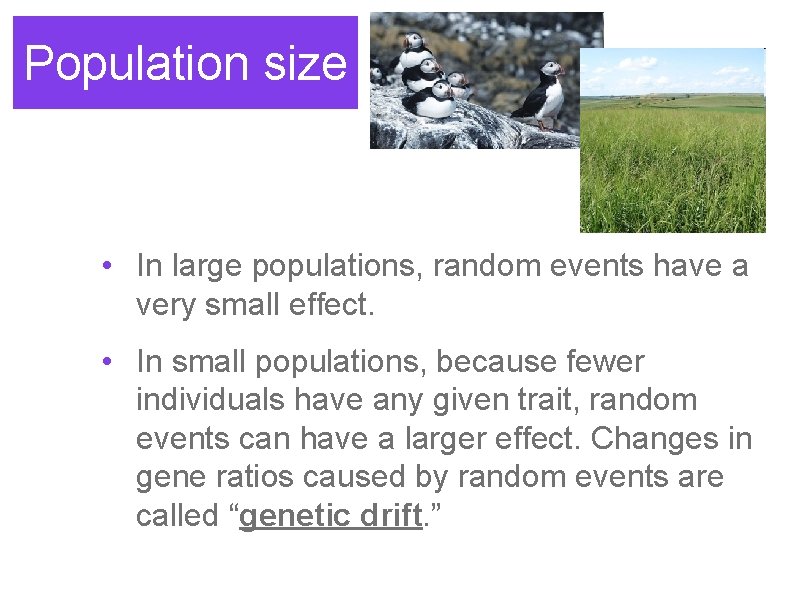 Population size • In large populations, random events have a very small effect. •