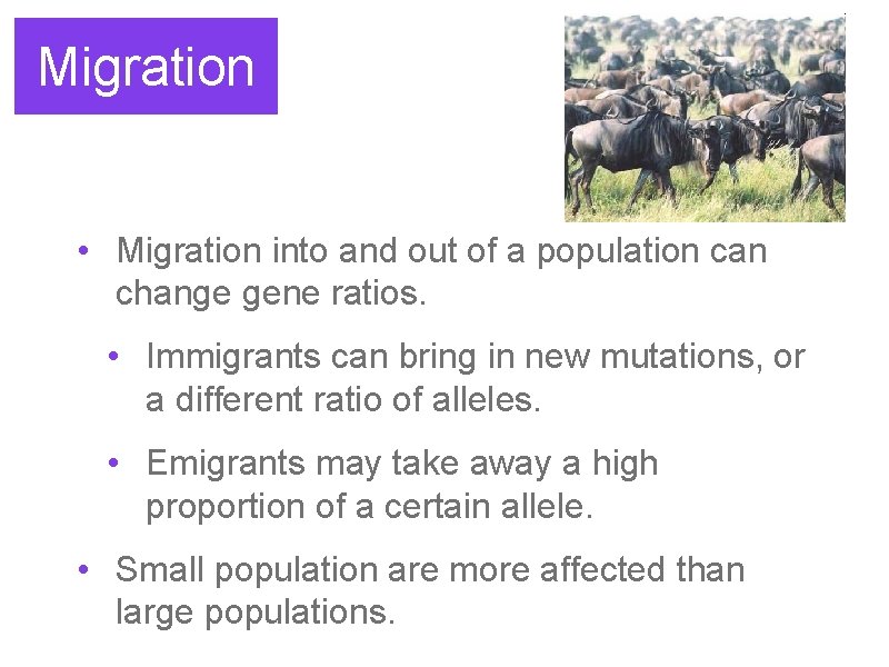 Migration • Migration into and out of a population can change gene ratios. •