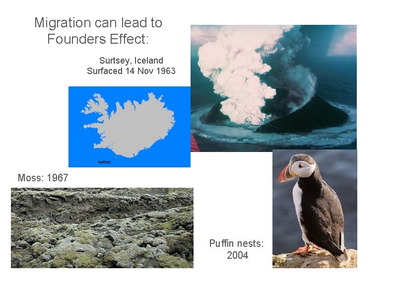 Migration can lead to Founders Effect: Surtsey, Iceland Surfaced 14 Nov 1963 Moss: 1967
