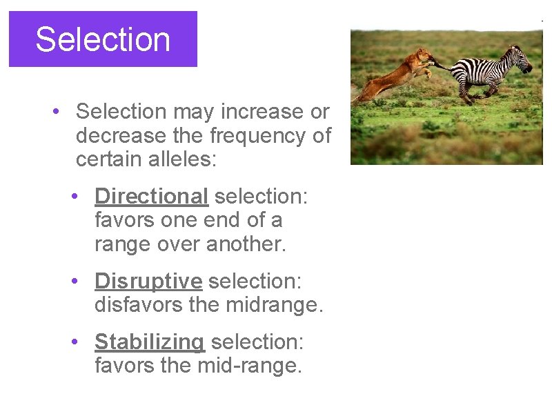 Selection • Selection may increase or decrease the frequency of certain alleles: • Directional