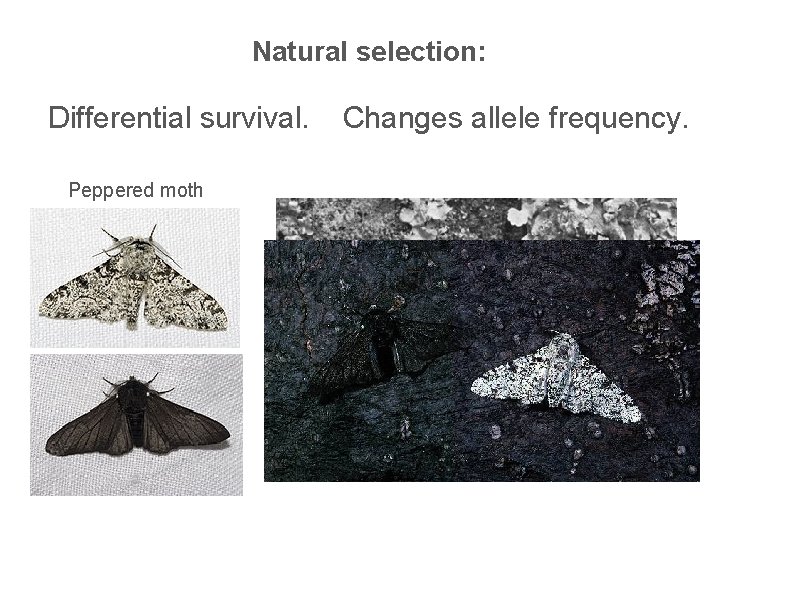 Natural selection: Differential survival. Peppered moth Changes allele frequency. 