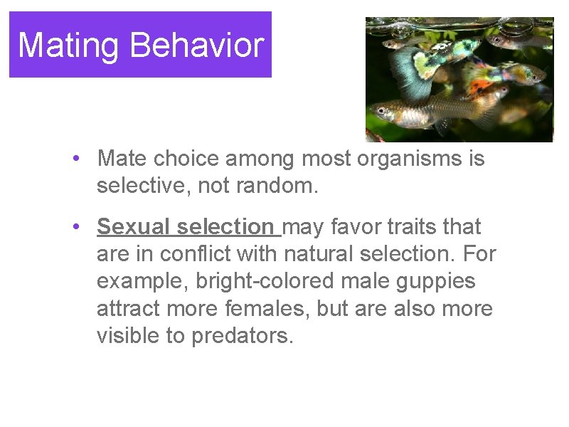 Mating Behavior • Mate choice among most organisms is selective, not random. • Sexual