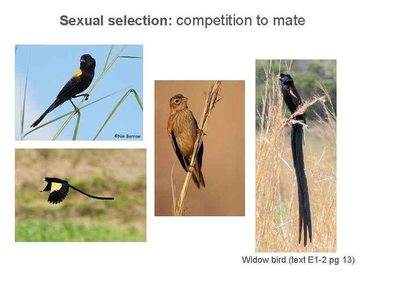 Sexual selection: competition to mate Widow bird (text E 1 -2 pg 13) 