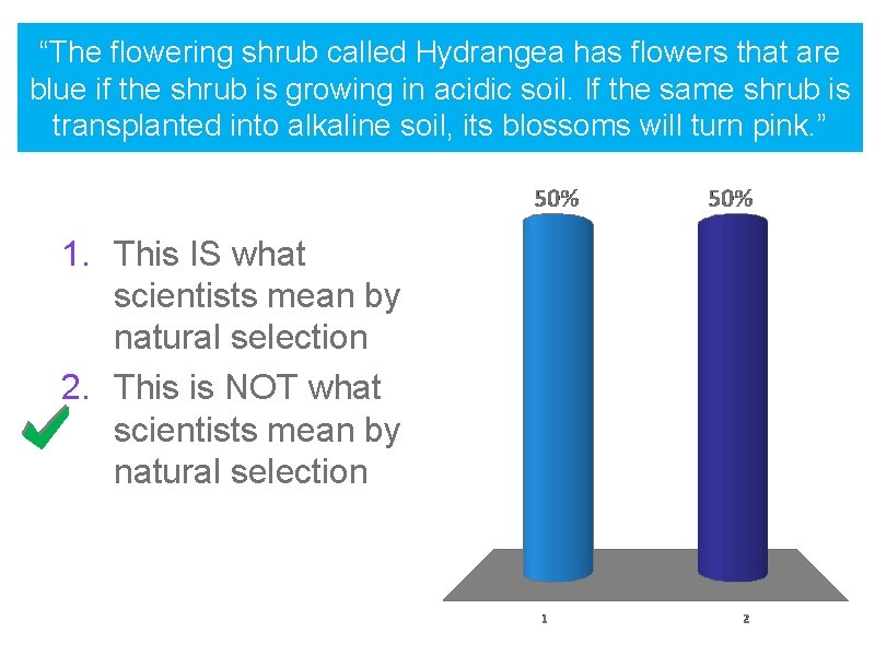 “The flowering shrub called Hydrangea has flowers that are blue if the shrub is