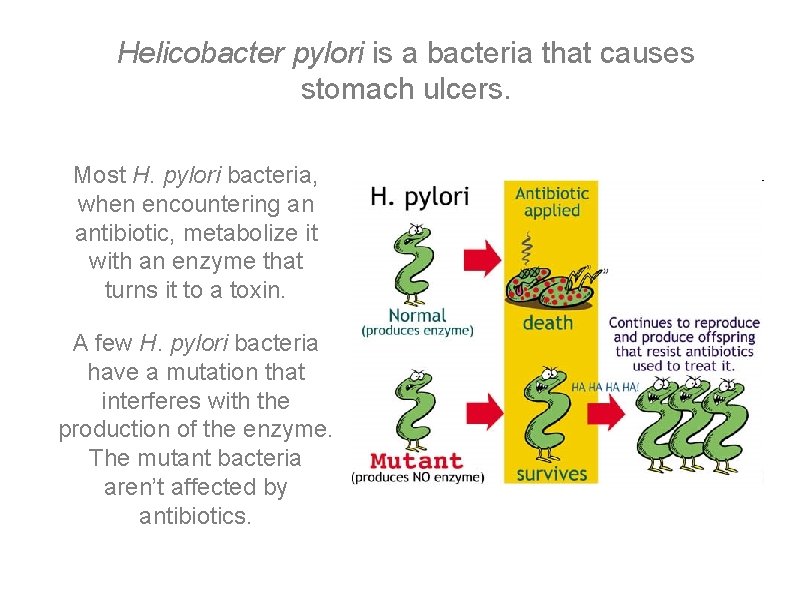 Helicobacter pylori is a bacteria that causes stomach ulcers. Most H. pylori bacteria, when