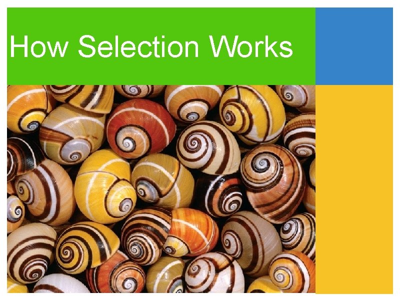 How Selection Works 