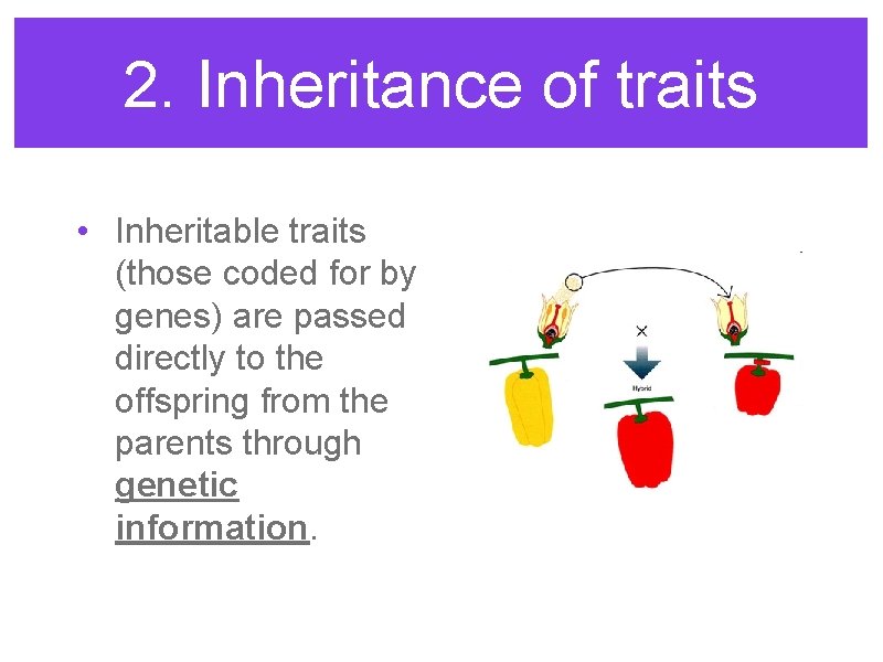 2. Inheritance of traits • Inheritable traits (those coded for by genes) are passed