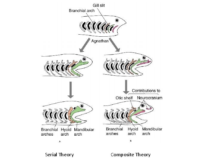 Serial Theory Composite Theory 