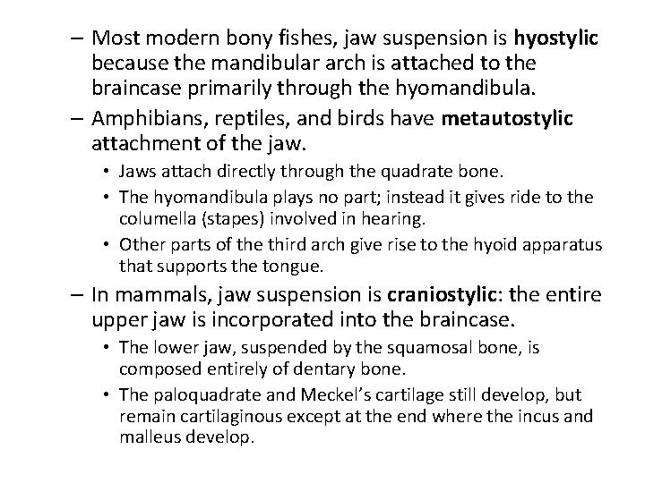 – Most modern bony fishes, jaw suspension is hyostylic because the mandibular arch is