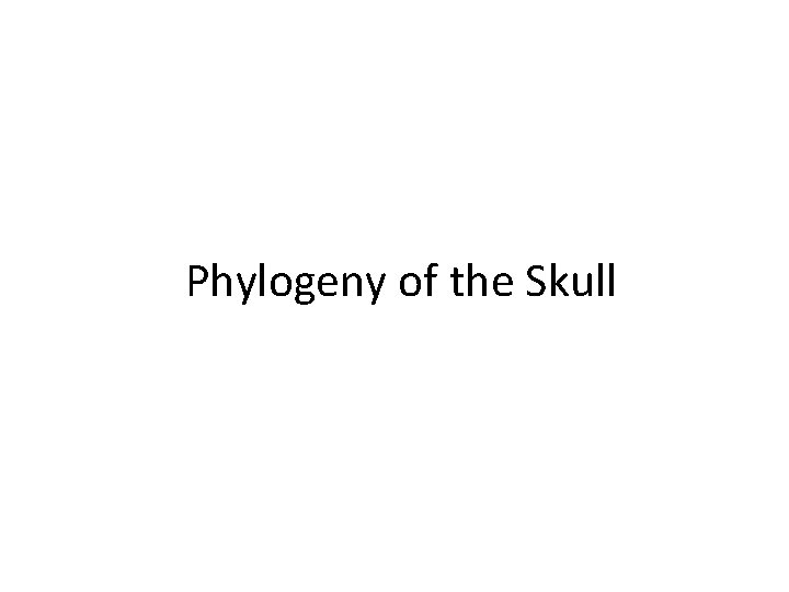 Phylogeny of the Skull 