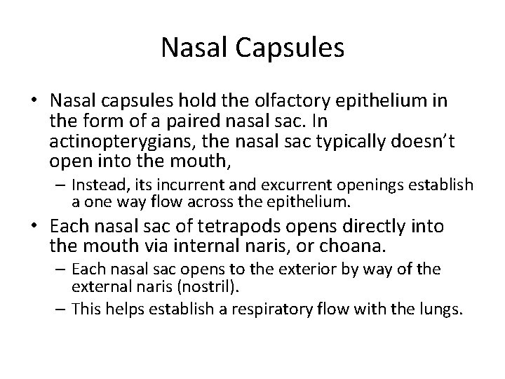 Nasal Capsules • Nasal capsules hold the olfactory epithelium in the form of a