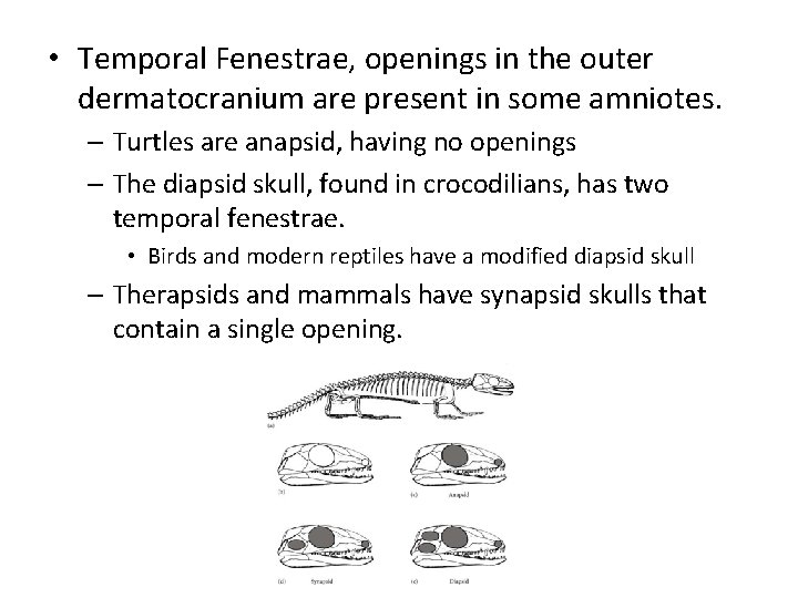  • Temporal Fenestrae, openings in the outer dermatocranium are present in some amniotes.