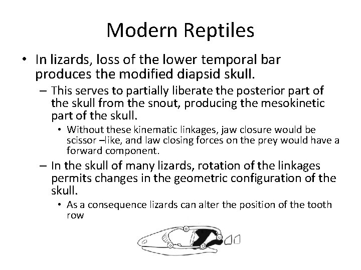 Modern Reptiles • In lizards, loss of the lower temporal bar produces the modified