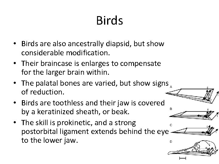 Birds • Birds are also ancestrally diapsid, but show considerable modification. • Their braincase