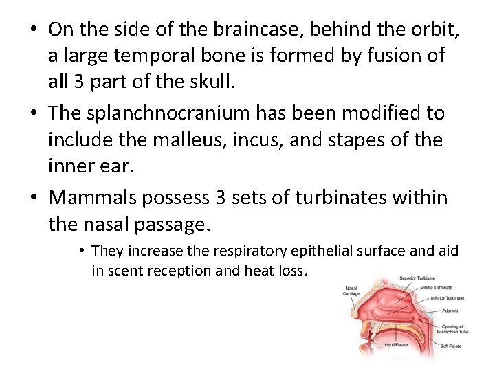  • On the side of the braincase, behind the orbit, a large temporal
