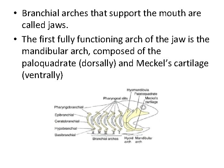  • Branchial arches that support the mouth are called jaws. • The first