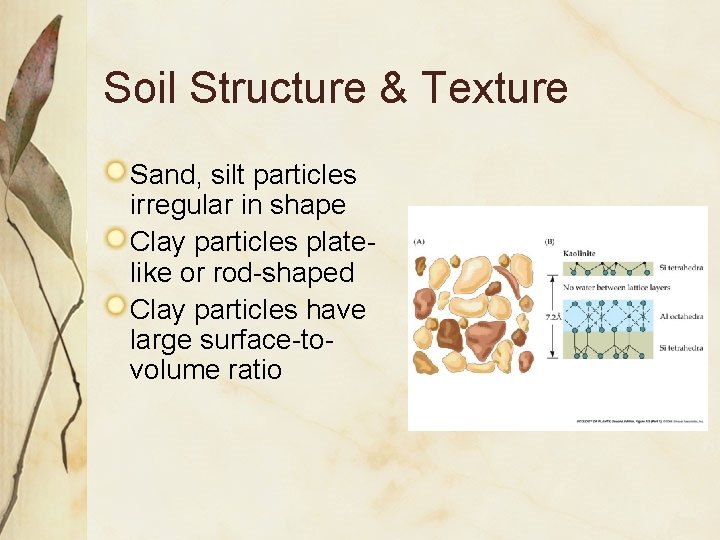 Soil Structure & Texture Sand, silt particles irregular in shape Clay particles platelike or