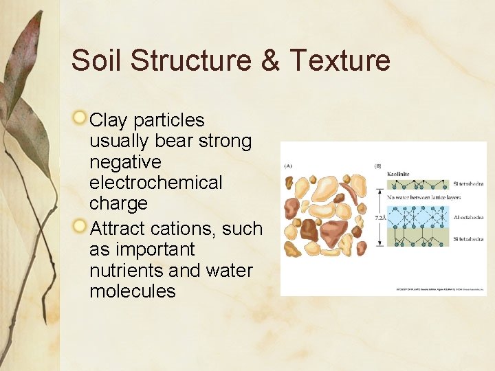 Soil Structure & Texture Clay particles usually bear strong negative electrochemical charge Attract cations,