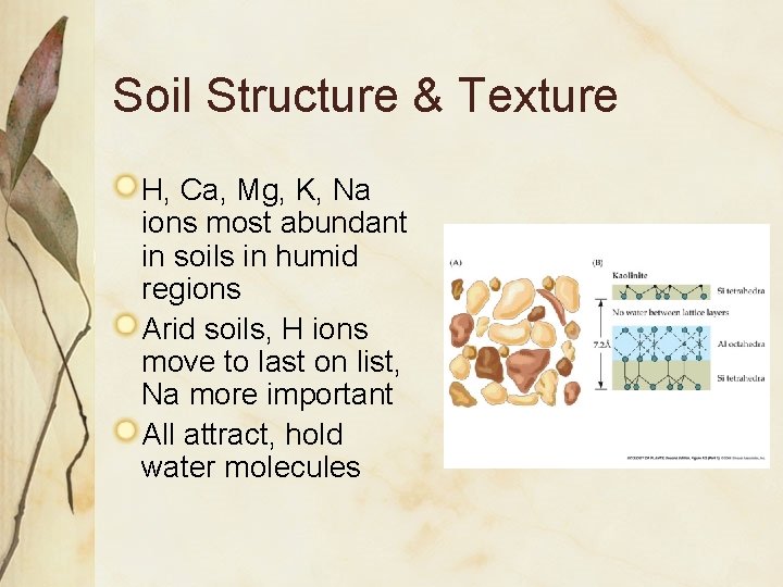 Soil Structure & Texture H, Ca, Mg, K, Na ions most abundant in soils
