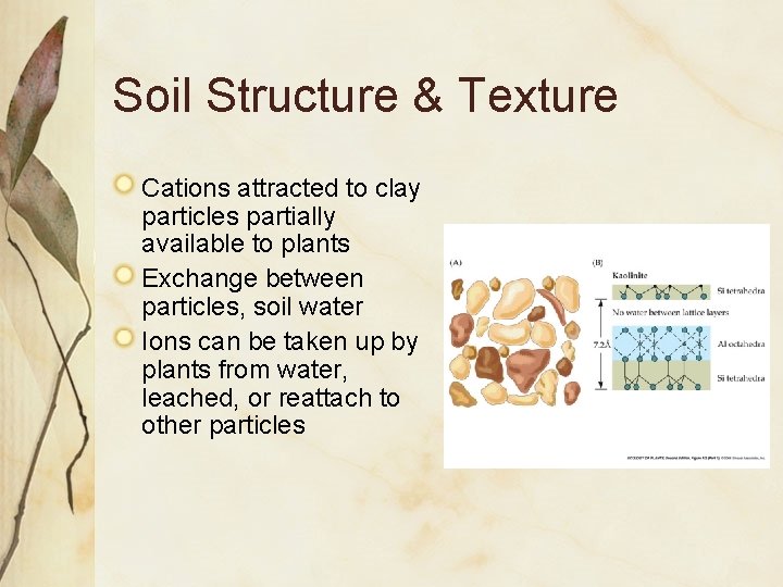 Soil Structure & Texture Cations attracted to clay particles partially available to plants Exchange