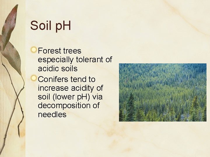 Soil p. H Forest trees especially tolerant of acidic soils Conifers tend to increase